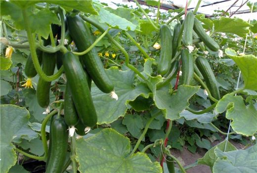 شهرستان اسفراین پیشرو در کشت گلخانه‌ای در خراسان شمالی