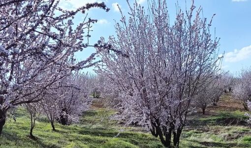 تمرکز باغبانی کشور بر «آب سبز» و بهره‌وری؛ کلید عبور از بحران آب با توسعه باغبانی دیم