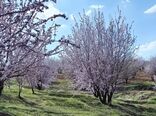 تمرکز باغبانی کشور بر «آب سبز» و بهره‌وری؛ کلید عبور از بحران آب با توسعه باغبانی دیم