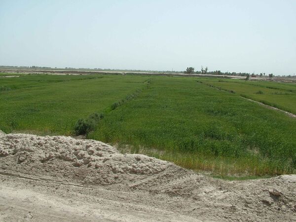 بیش از68 هزارهکتارازاراضی کشاورزی سیستان وبلوچستان زیرکشت گندم رفت