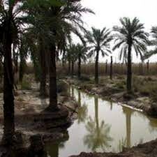 افزایش 14 درصدی تولید خرما در خوزستان