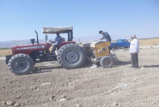 کشت دانه روغنی کلزا در 300 هکتار از مزارع فسا آغاز شد