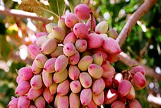 برداشت پسته در شهرستان ارزوئیه