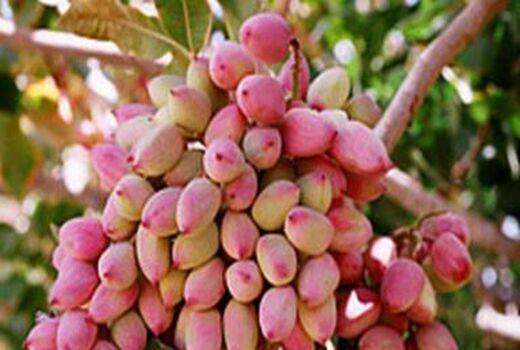 برداشت پسته در شهرستان ارزوئیه
