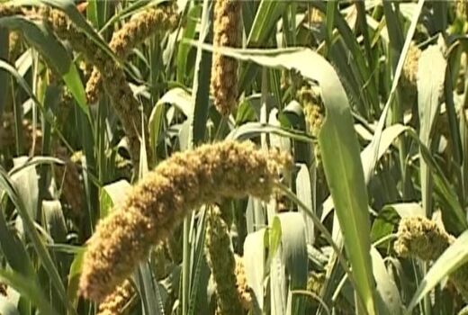 آغاز برداشت ارزن علوفه ای در شرکت سهامی زراعی گلپایگان