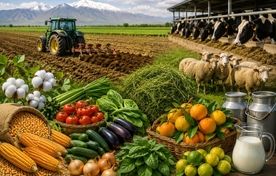 رشد قیمت محصولات کشاورزی و دامی در زمستان ۱۴۰۴