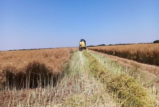 آغازعملیات کیل گیری از مزارع و باغات استان قزوین