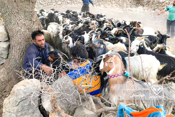 ایمنی دام های سبک  خوزستان در مقابل بیماری های واگیردار و غیر واگیر دار
