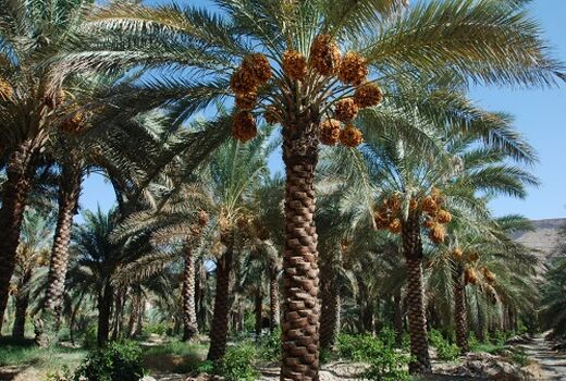 توسعه باغات و اصلاح نخیلات در خوزستان  نیازمند تخصیص آب