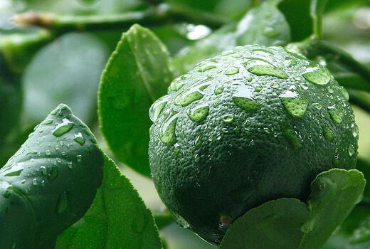 آغاز برداشت لیمو ترش در استان فارس