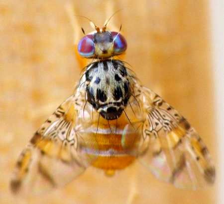 ردیابی مگس مدیترانهای در باغهای مرکبات