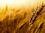 آغاز برداشت گندم در سربیشه 