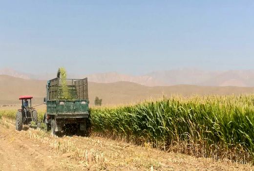 تولید ۲۰ هزار تن ذرت علوفه‌ای در استهبان