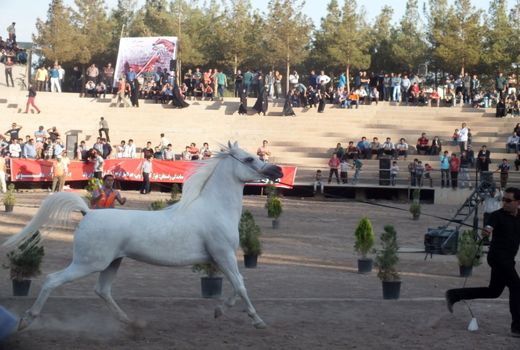 پرورش بیش از 6506 رأس اسب از نژادهای مختلف در استان کرمان