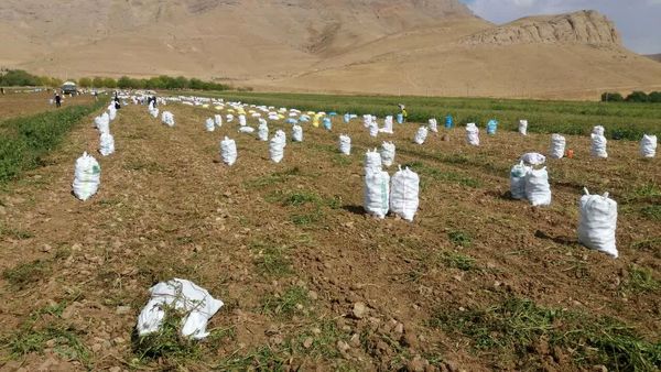 آغاز برداشت سیبزمینی از مزارع شهرستان فارسان