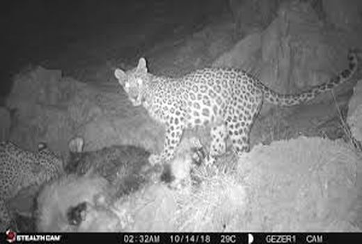 ثبت تصویر پلنگ در منطقه حفاظت‌شده طارم