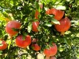 ارسال 7 هزار تن انار بیضا به میادین میوه و تره‌بار