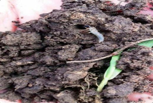 پایش و مبارزه با آفت سوسک سیاه در مزارع گندم و جو خراسان شمالی