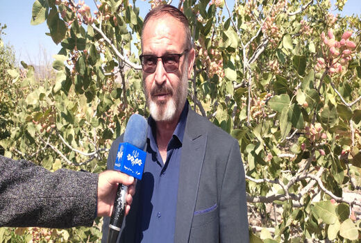 پیش بینی برداشت بیش از ۳۸۵۰ تن پسته تر در یامچی شهرستان مرند
