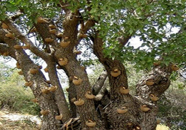 صدور مجوز برداشت سقز از جنگل‌های زاگرس