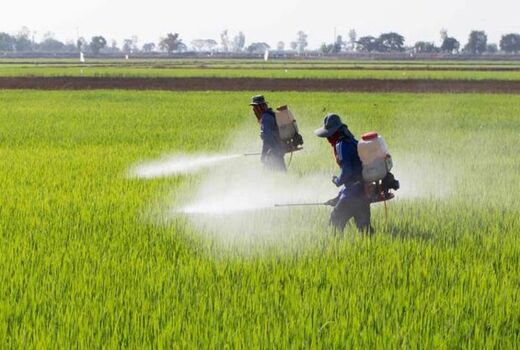 مبارزه با آفت سن گندم در بیش از 16 هزار هکتار از اراضی چهارمحال و بختیاری