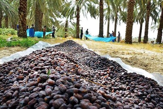 کارگاه آموزشی برداشت بهداشتی خرما در شهرستان ریگان برگزار شد