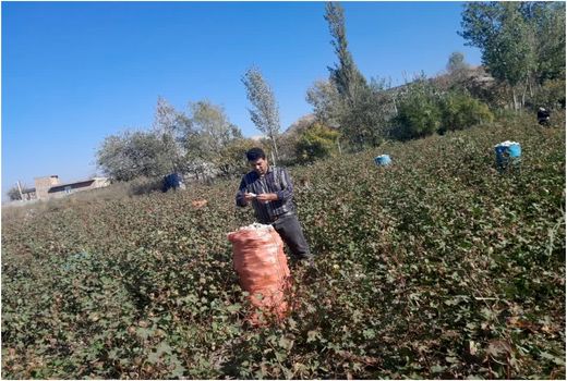 برداشت بیش از 5500 تن وش پنبه از اراضی زراعی شهرستان خداآفرین