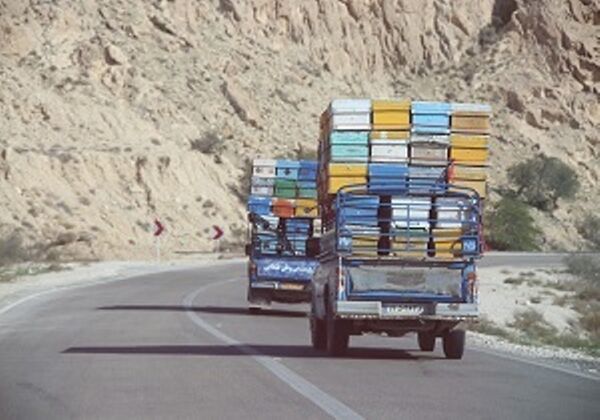 کوچ 100 هزار کلنی زنبور عسل به چهارمحال و بختیاری آغاز شد