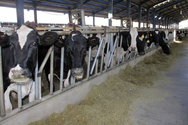 سرانه تولید فراورده‌های لبنی در چهارمحال و بختیاری ۲.۵ برابر سرانه تولید کشور