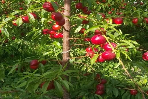  طرح تغذیه باغ ‌ها در نی‌ریز اجرایی می شود  