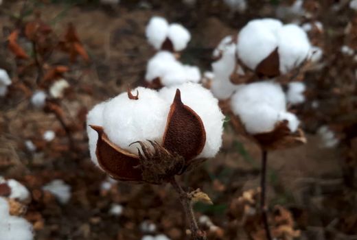 تولید 200 پنبه در شهرستان جهرم
