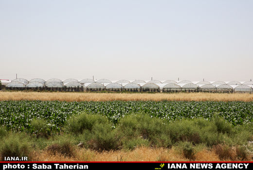 گلخانه‌های ورامین 