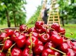تولید بیش از 15 هزار و 900 تن آلبالو در آذربایجان شرقی