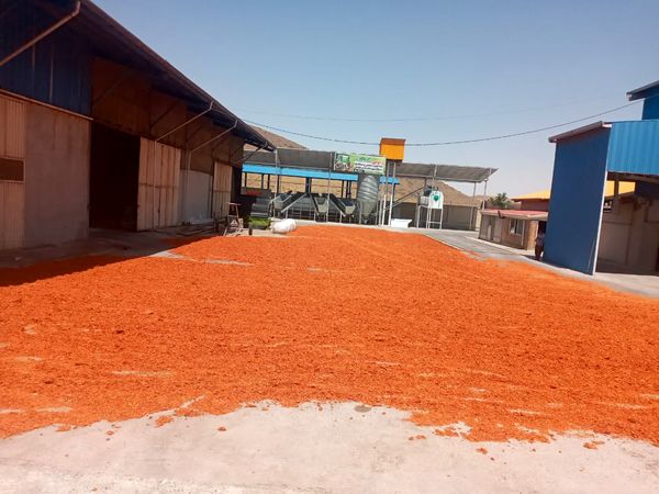 تولید خوراک کامل سیلاژی از بقایای کشاورزی؛ گامی مؤثر در کاهش وابستگی به نهادههای وارداتی