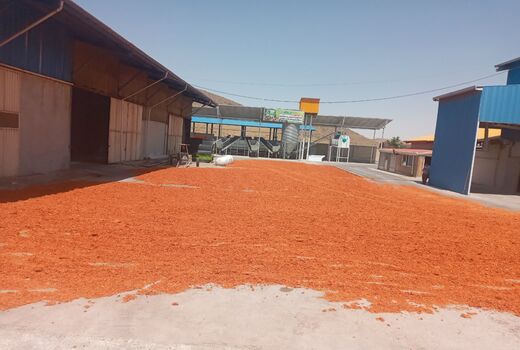 تولید خوراک کامل سیلاژی از بقایای کشاورزی؛ گامی مؤثر در کاهش وابستگی به نهاده‌های وارداتی