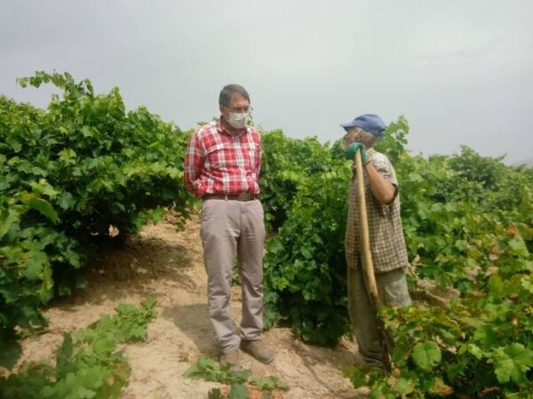 مبارزه با بیماری سفیدک داخلی انگوردر خراسان شمالی