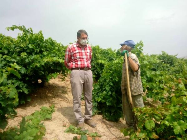 مبارزه با بیماری سفیدک داخلی انگوردر خراسان شمالی