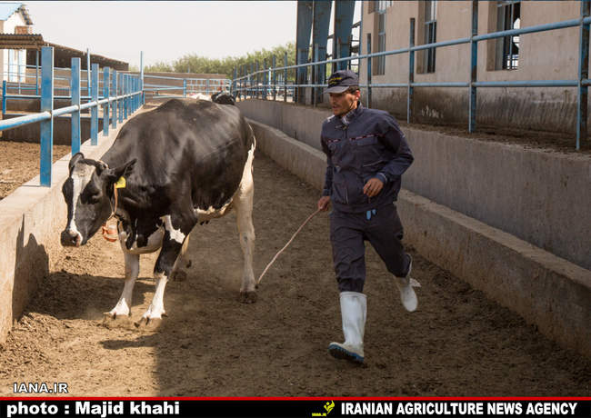 دامپروی