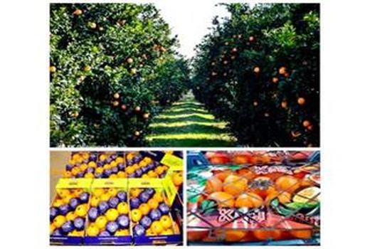 صادرات دو هزار تنی مرکبات از جویبار به خارج کشور