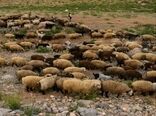 سرانه دام خانوارهای عشایری خراسان شمالی بیش از میانگین کشوری است 