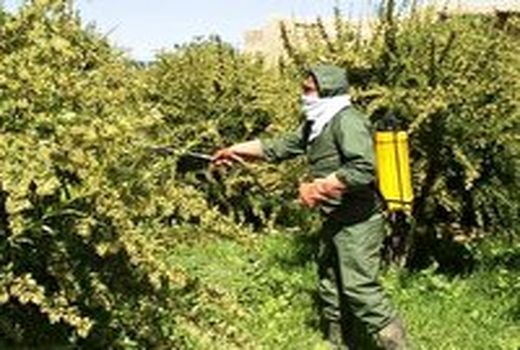 مبارزه با بیماری زنگ زرشک در سطح۱۲۵۰هکتار از اراضی خراسان جنوبی