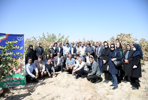 برداشت بیش از 200 تن پسته در شهرستان اسکو