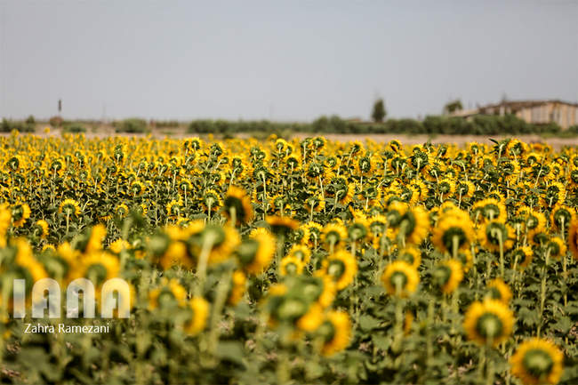 مزارع گل آفتابگردان 