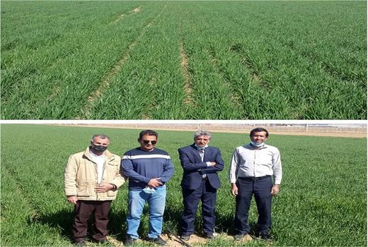 ایجاد سایت الگویی در طرح گندم بنیان کوار 