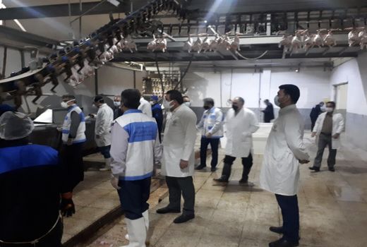 فعالیت بی‌وقفه کشتارگاه‌های طیور برای تامین مرغ در خوزستان