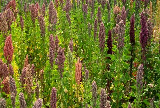 بررسی طرح کشت 