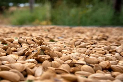 سرما زدگی کام باغداران سامانی را تلخ کرد 