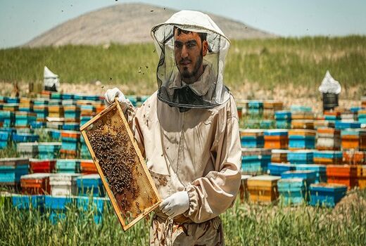 وجود ۱۰۹۶۲ کلونی زنبور عسل در شهرستان ملکشاهی
