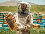 وجود ۱۰۹۶۲ کلونی زنبور عسل در شهرستان ملکشاهی