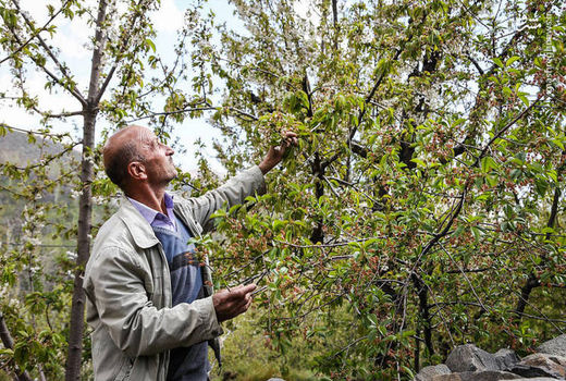 خسارت سنگین سرمای فروردین‌ماه به بخش کشاورزی